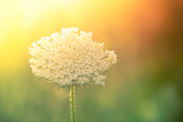 istock Queen Anne's Lace wildflower during sunrise 471353913