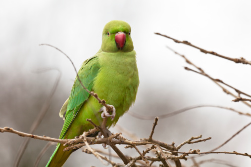 Close-up of a ring-necked parakeet, selective focus - for more birds  click here