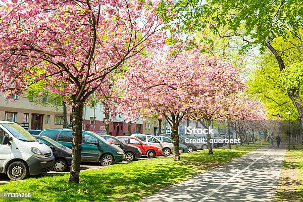 Kirsche Bäume In Berlin Stockfoto und mehr Bilder von 2015 - 2015, April, Baum