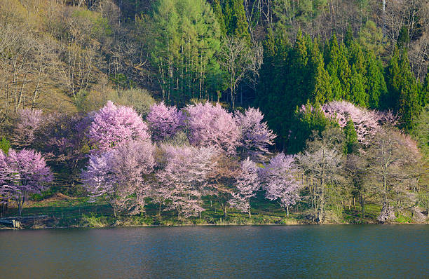 istock Cherry blossoms in Omachi, Nagano, Japan 471354662
