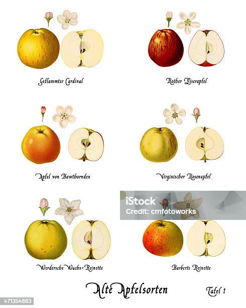 Collage Con Las Ilustraciones De Apple Variedades Placa 1 Foto de stock y más banco de imágenes de Alimento