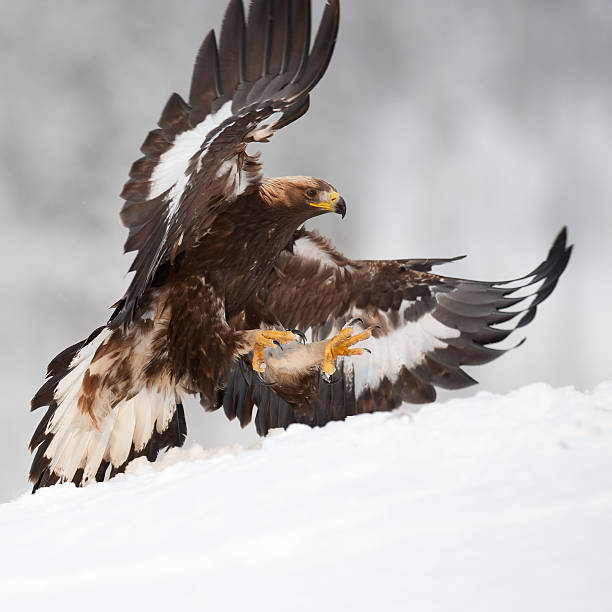 Golden Eagle Landing - Photo