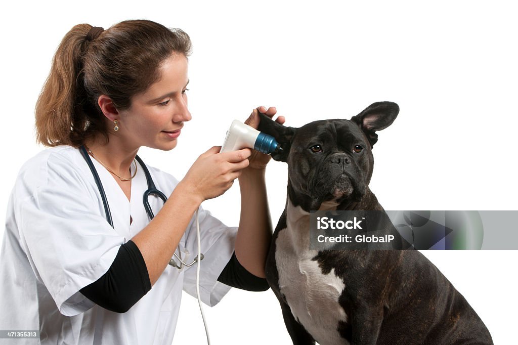 Vet examinar um Crossbreed cão com o Otoscópio - Royalty-free Adulto Foto de stock