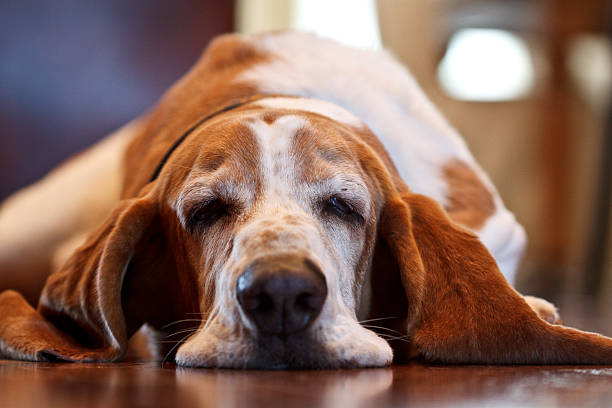 Portrait of a Basset Hound Basset Hound sleeping  animal ear stock pictures, royalty-free photos & images