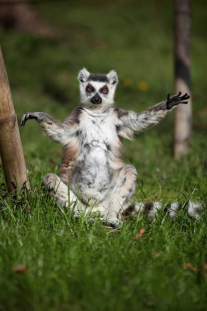Lemur needs a hug stock photo