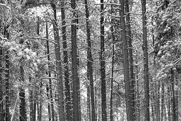 abstract winter forest landscape black and white