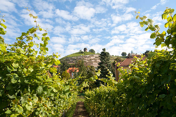 Colorful Summer Day in the Vineyard Colorful summer day in the vineyards in Radebeul,near Dresden, Germany. View to the hills of the Dresden Basin (German: Elbtalkessel). Radebeul is sometimes called "Saxon Nice" for its pleasant landscape and mild climate. The surrounding is one of the northeasternmost areas where wine is grown today. elbe valley stock pictures, royalty-free photos & images