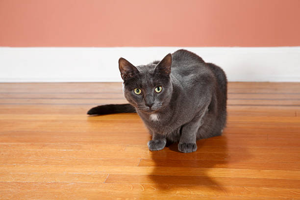 Cat Crouching Low On Floor stock photo