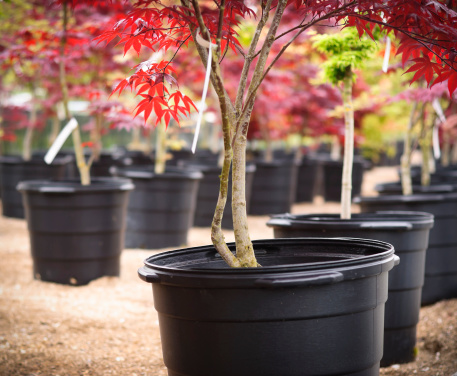 A red-leaf Japanese Maple in a nursery. Adobe RGB color space.