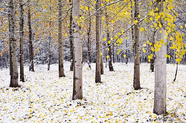 winter forest - poplar tree aspen tree tree winter stock-fotos und bilder