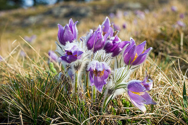 Blooming Pasque Flower on meadow Blooming Pasque Flower in detail on spring meadow pulsatilla grandis field stock pictures, royalty-free photos & images