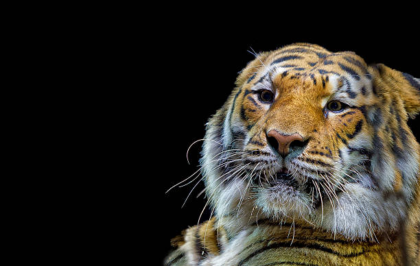 istock Circus Tiger ready to attack looking at you 471357528