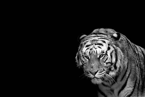 istock Circus tiger ready to attack looking at you 471357758