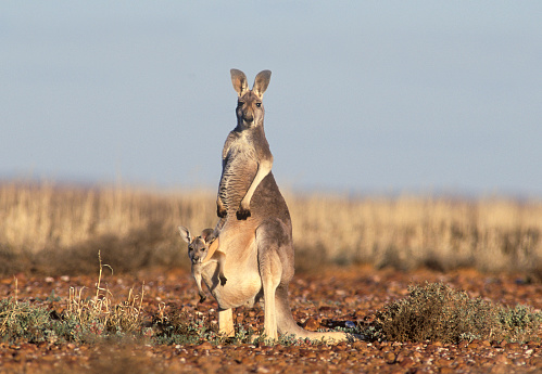 Red kangaroo with joey in pouch outback NSW, Sturt National Park