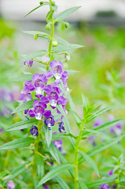 Angelonia Goyazensis Benenth flower. Image of Angelonia Goyazensis Benenth flower in the flower park. angelonia stock pictures, royalty-free photos & images