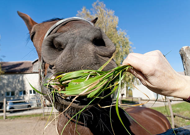 istock Funny red horse eat grass 471358585