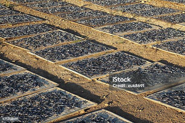 Secado De Pescado Foto de stock y más banco de imágenes de Agricultura - Agricultura, Alimento, Alimento conservado