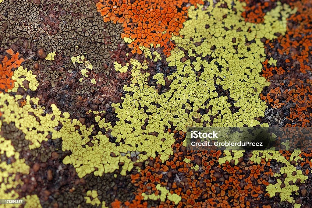 Lichens - Foto de stock de Alga royalty-free