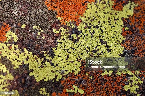 Foto de Lichens e mais fotos de stock de Alga - Alga, Amarelo, Estampa Floral