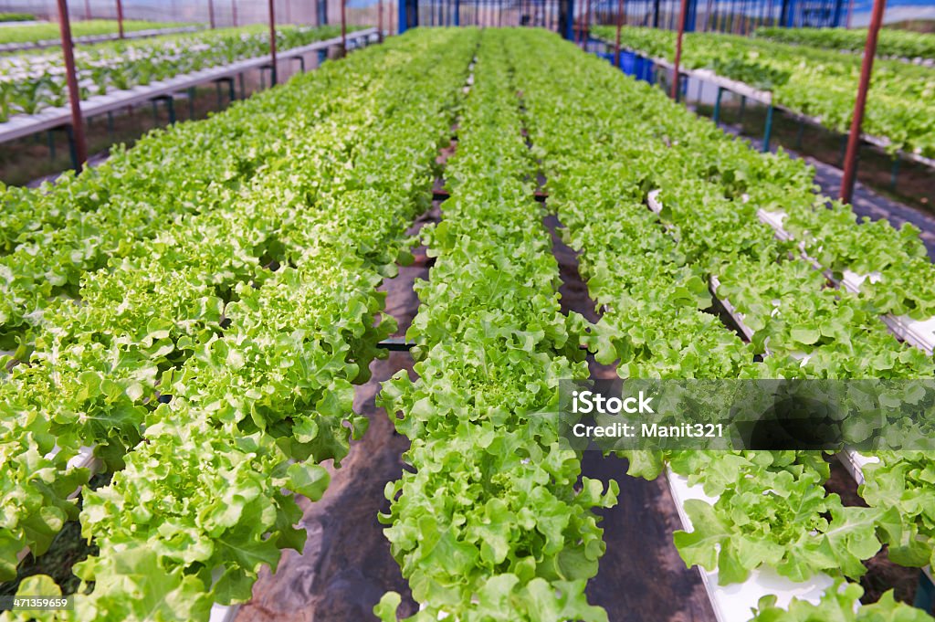 Hidropónica vegetal - Foto de stock de Agricultura libre de derechos