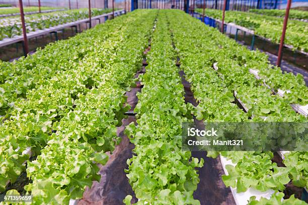 Hidropónica Vegetal Foto de stock y más banco de imágenes de Agricultura - Agricultura, Aire libre, Alimento