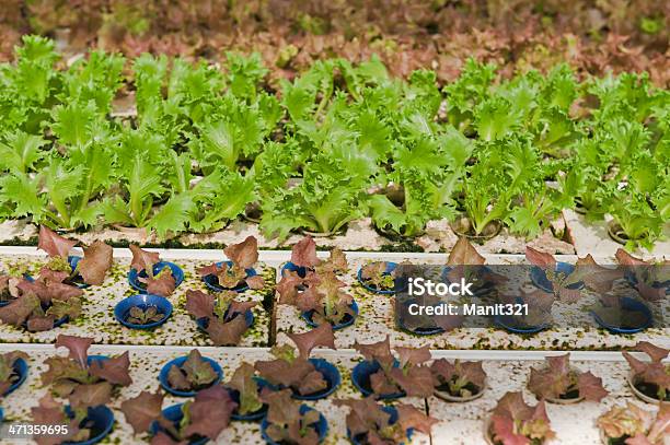 Hidropónica Vegetal Foto de stock y más banco de imágenes de Agricultura - Agricultura, Aire libre, Alimento