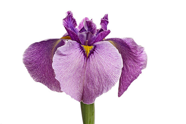 Purple and yellow pseudata \