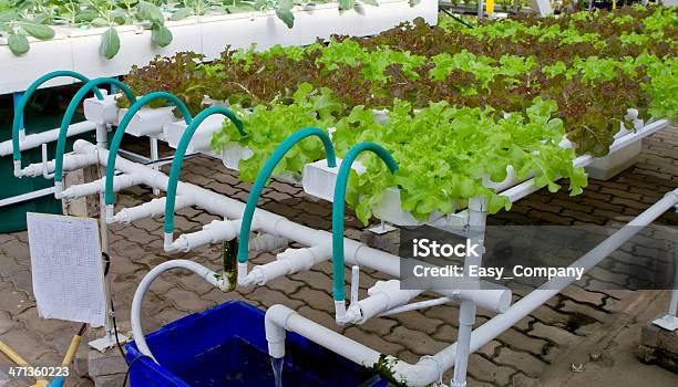 Hydroponic Farm Stock Photo - Download Image Now - Greenhouse, Hydroponics, Agriculture