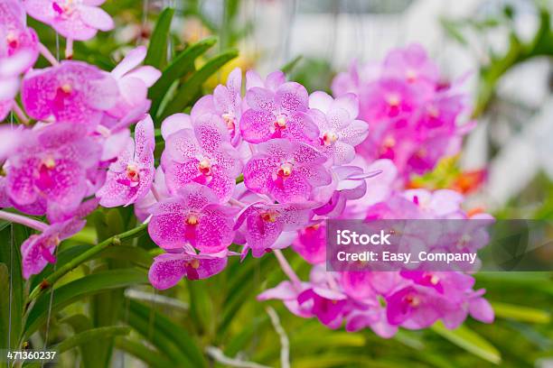 Orchid In The Garden Stock Photo - Download Image Now - Backgrounds, Beauty In Nature, Blossom