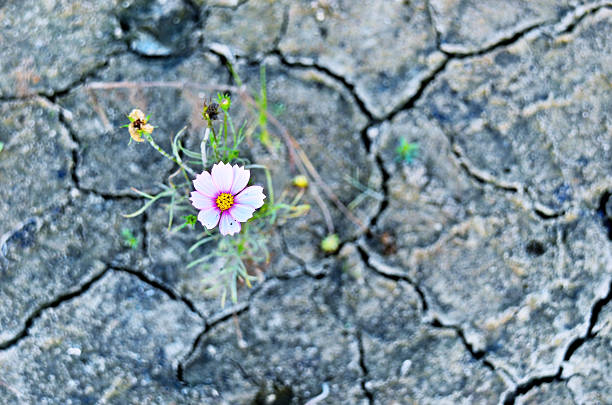 plant on the dry ground covered with cracks