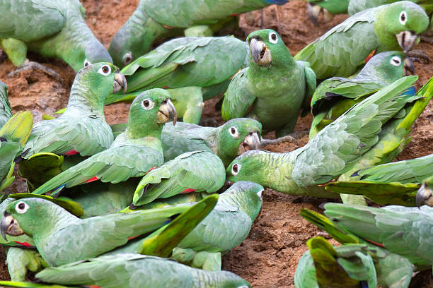istock Mealy Parrots at a clay lick in Tambopata, Peru 471360523