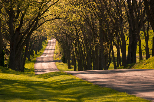 Beautiful winding country road shaded by old trees in spring