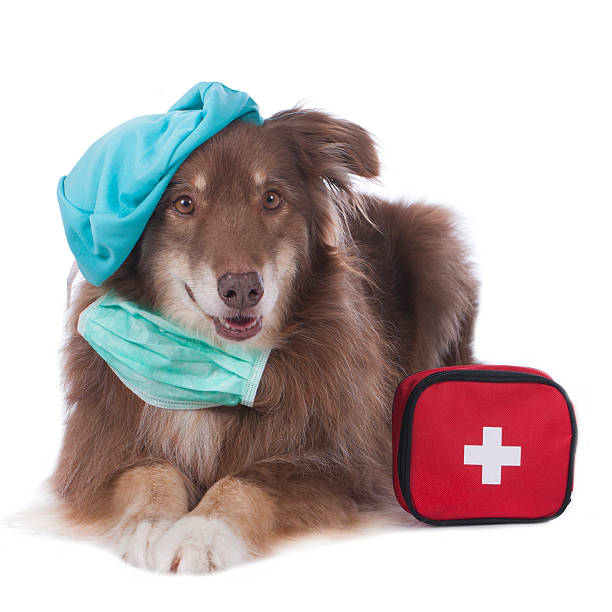 istock Australian shepherd dog with emergency kit isolated 471360788