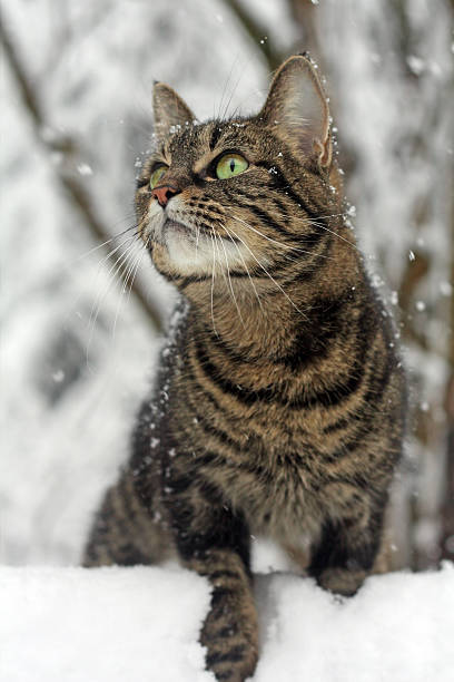 Gato malhado na Neve - fotografia de stock