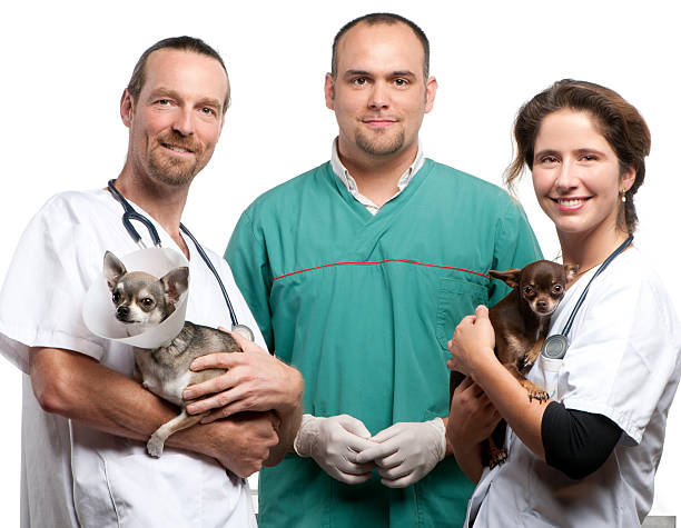 istock Group of vets carrying Chihuahuas 471361113
