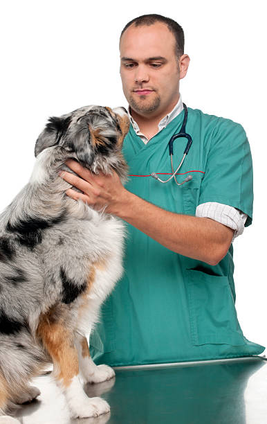 istock Vet examining an Australian Shepherd in front of white background 471361115
