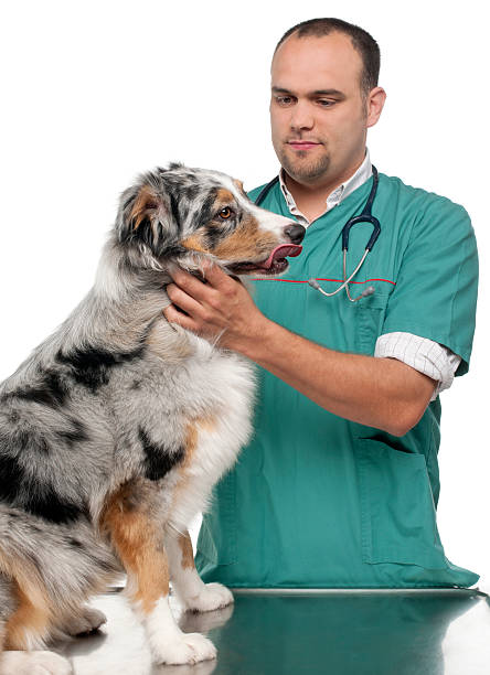 istock Vet examining an Australian Shepherd 471361117