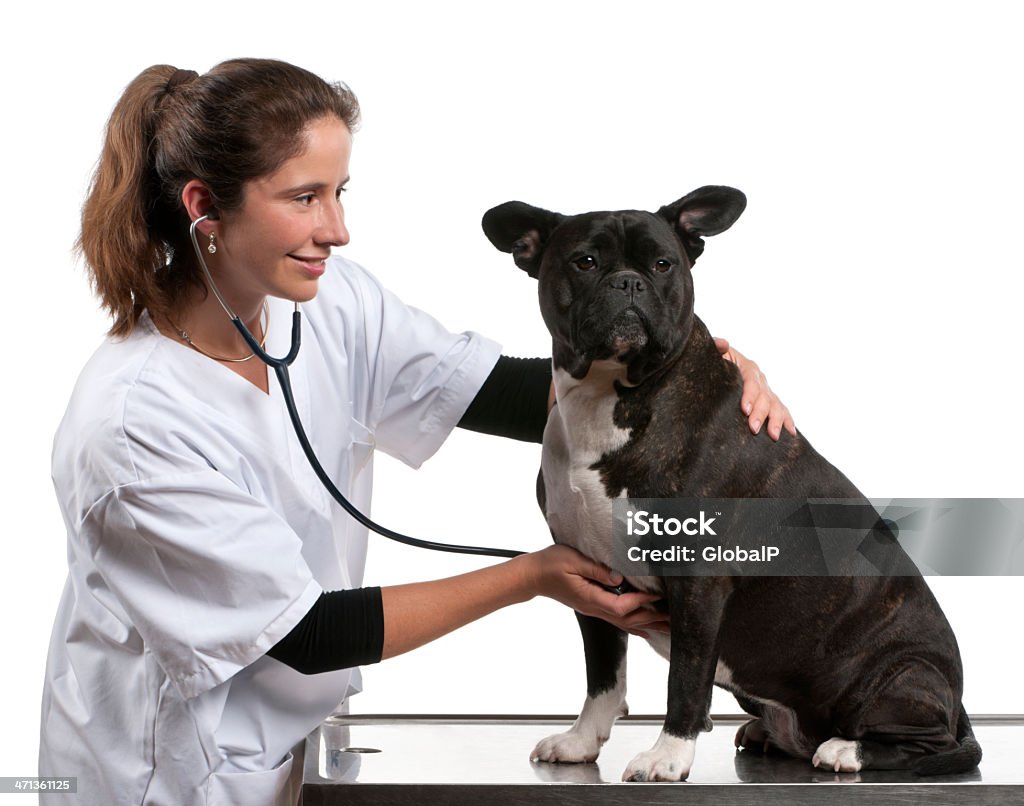 Vet examinar um Crossbreed cão com Estetoscópio - Royalty-free Adulto Foto de stock