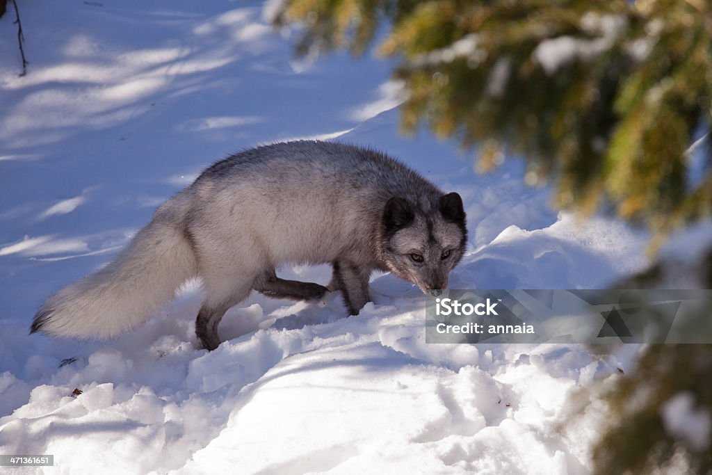 arctic fox Animal Stock Photo