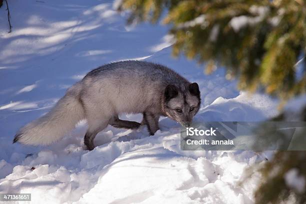 Arctic Fox Stock Photo - Download Image Now - Animal, Animals Hunting, Animals In Captivity