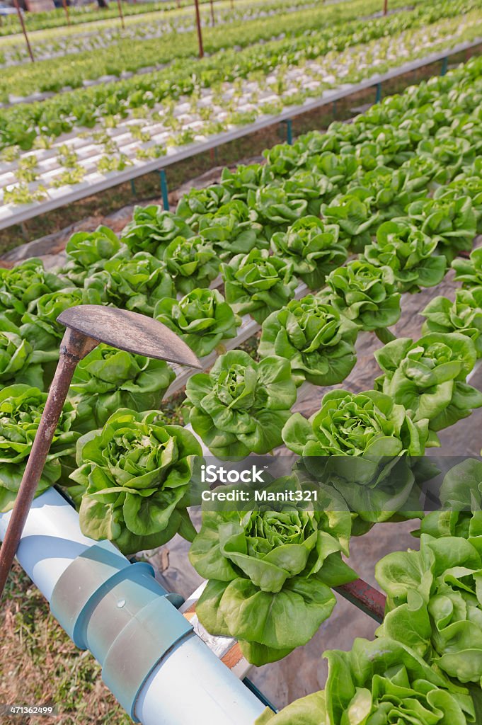 Hydrokultur Gemüse - Lizenzfrei Agrarbetrieb Stock-Foto