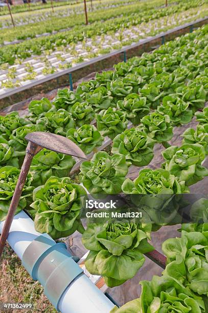 Hydrokultur Gemüse Stockfoto und mehr Bilder von Agrarbetrieb - Agrarbetrieb, Blatt - Pflanzenbestandteile, Fotografie