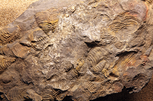Fossil Fern inside a peace of slate. The fossil is more than 100 mio Years old.