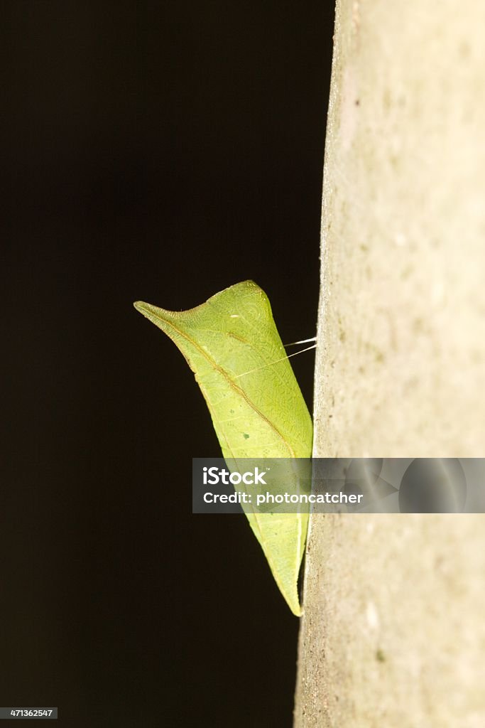 butterfly chrysalis macro view of a beautiful butterfly pupa hanging on wall in summer Africa Stock Photo