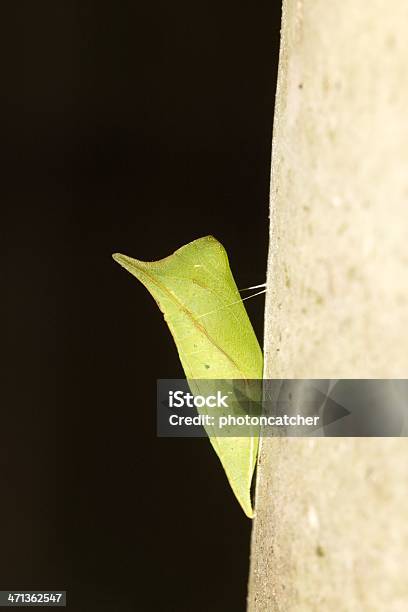 Butterfly Chrysalis Stock Photo - Download Image Now - Africa, African Monarch Butterfly, Animal