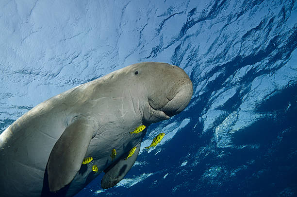 dugón - manatee fotografías e imágenes de stock