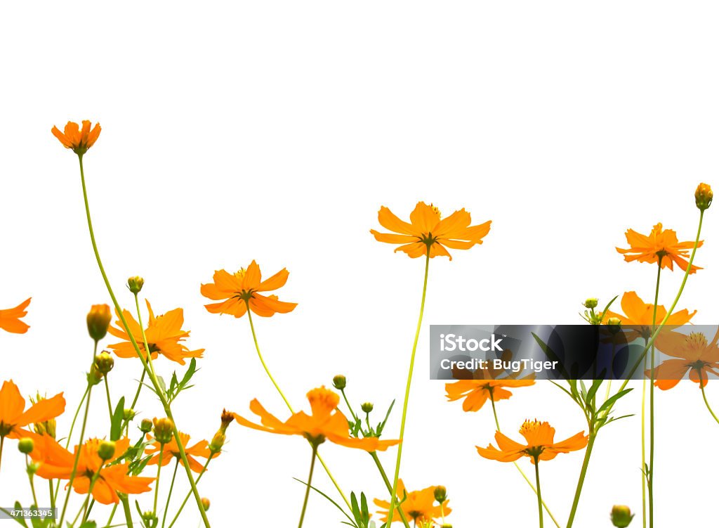 Belle fleur jaune - Photo de Beauté de la nature libre de droits