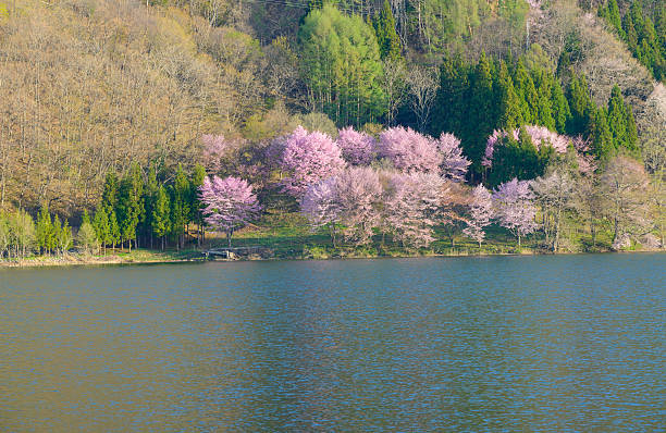 istock Cherry blossoms in Omachi, Nagano, Japan 471363618