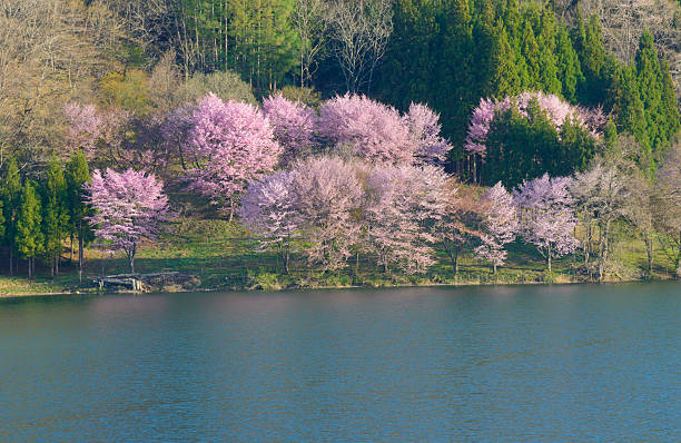 istock Cherry blossoms in Omachi, Nagano, Japan 471363620