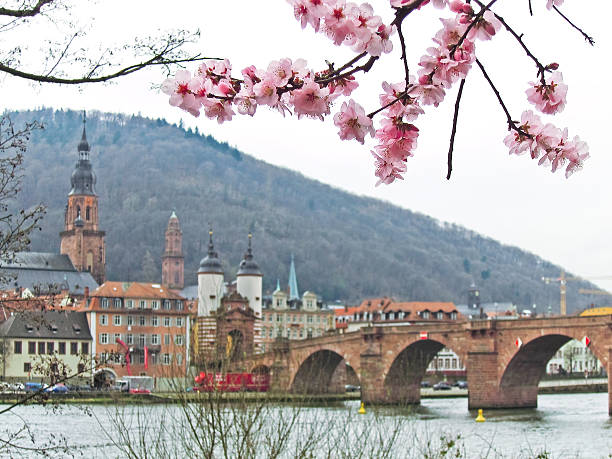 istock View of cherry blossoms in spring in Heidelberg, Germany 471363640